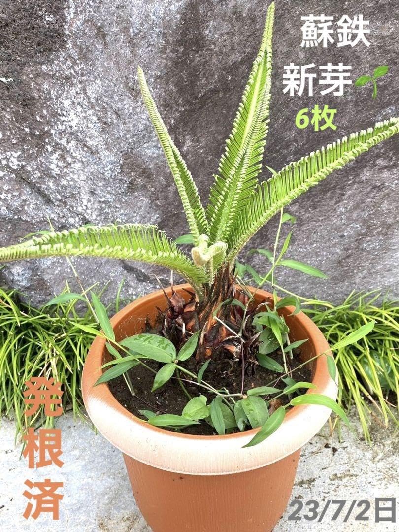 Amazon.co.jp: 現品 蘇鉄 新芽 ソテツ そてつ 観葉植物 : ホーム＆キッチン